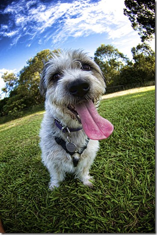 photographing-pets-1 photographing-pets-1