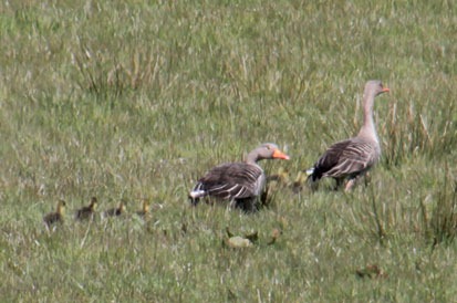 [greylags%255B2%255D.jpg]