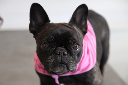 That's true, especially Frenchies who don't have much of a neck at all!  That's the reason we use harnesses instead of standard collars when we are leashed!