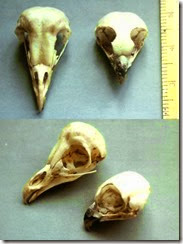 articles-Owl Physiology-Skeleton-1