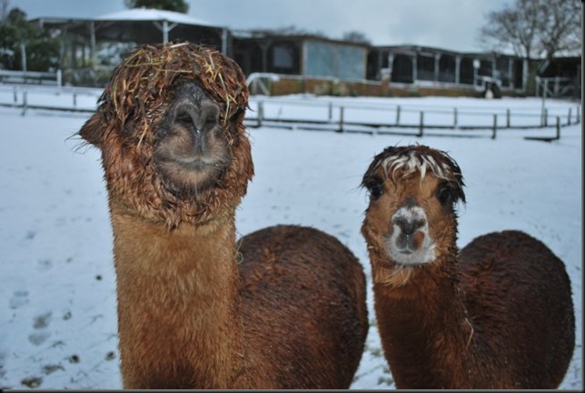 Alpacas in the Snow