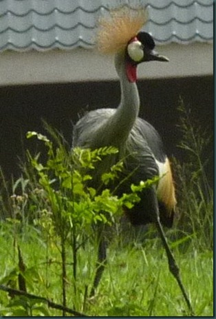 crested crane 002