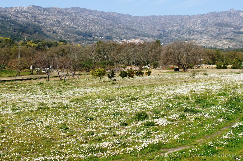 [1-Glria-Ishizaka---flor-do-campo-23.jpg]