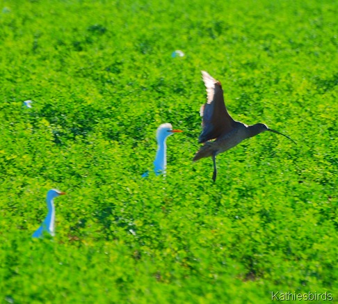 16. curlew-kab