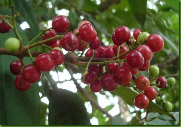 Syzygium polyalthum Syzygium polyalthum