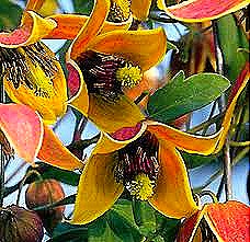 [clematis%2520tangutica%2520%2527My%2520Angel%2527%255B8%255D.jpg]