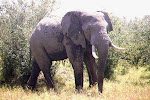 Kenya 1996 & 2001