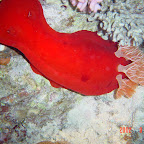 Spanish dancer