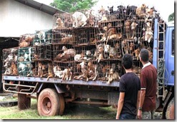 Cachorros que seriam servidos nas mesas do Vietnã Cachorros que seriam servidos nas mesas do Vietnã