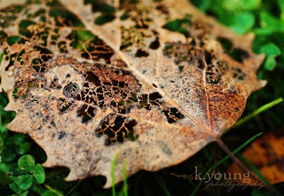 DSC_0425 copy 2 DSC_0425 copy 2