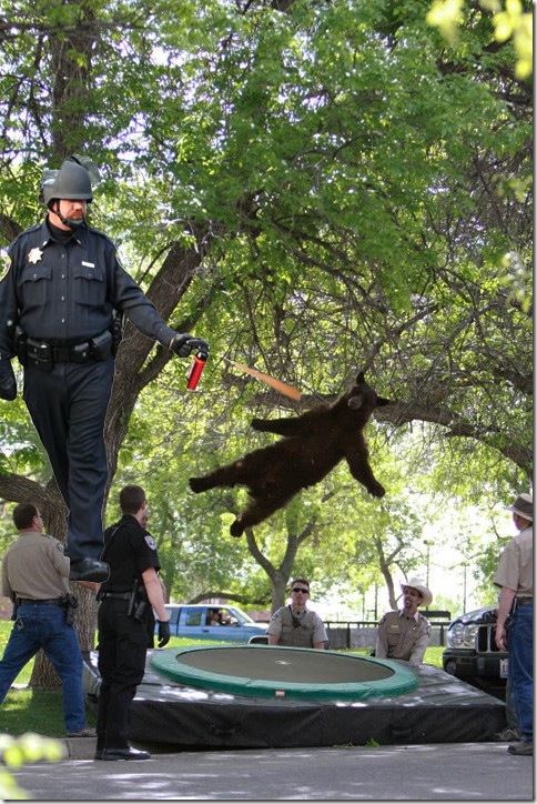 falling-bear-meme-1