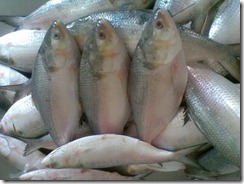 myanmar fish export