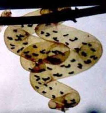 salamandrella-keyserlingi-eggs