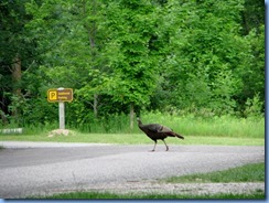 5114 Laurel Creek Conservation Area - wild turkey 5114 Laurel Creek Conservation Area - wild turkey
