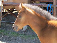 Foal at La Usina