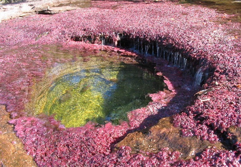 نهر الالوان الخمسة من اجمل انهار العالم  Cano-cristales-9%25255B3%25255D