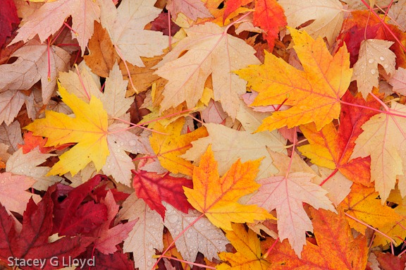 [Blog_20111114_148.jpg]