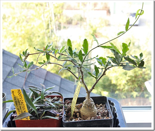 111218_Euphorbia-francoisii Fockea-edulis 111218_Euphorbia-francoisii Fockea-edulis