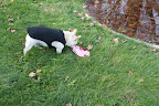 Yes, this is the garment I was wearing. I remember being very itchy and scratching my back on the bottom rung of the paddock fencing. I must have scratched the stretchy right off my body! Yes, this is the garment I was wearing. I remember being very itchy and scratching my back on the bottom rung of the paddock fencing. I must have scratched the stretchy right off my body!