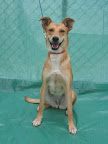 DALILA. Hembra 2 años. Tranquila, amorosa, juguetona, sociable