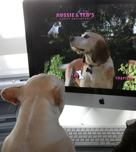 Aussie is a good looking dude - don't you think so, Frannie?