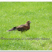 Cuerden Birds of Prey 004.jpg
