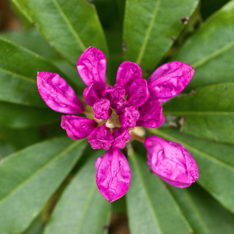 [Rhododendron-3%255B4%255D.jpg]