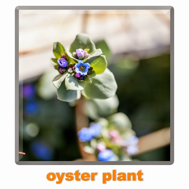 [oysterplant25.jpg]
