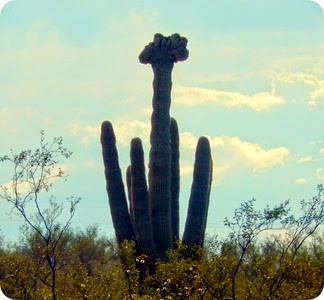 crested saguaro