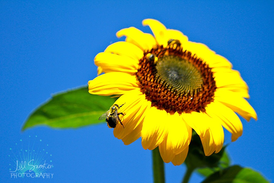 [sunflower-5543%255B4%255D.jpg]