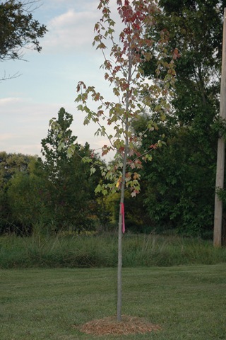 [duncans%2520maple%255B5%255D.jpg]
