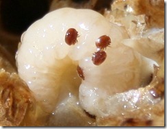 Mites Mites