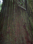 california_sequoia