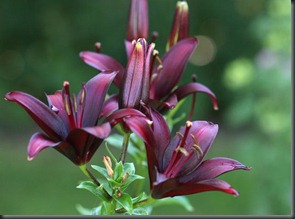 black-daylilly-interflora1-550x405