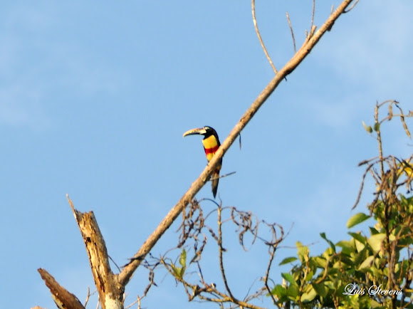 Spotting Image 1