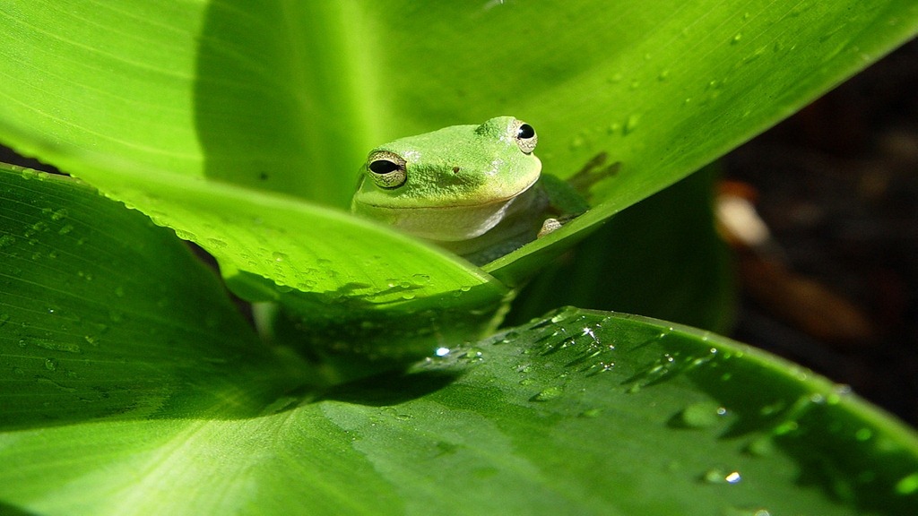 [frogs-green-animal-planet%2520-%2520copia%255B5%255D.jpg]