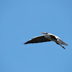 IMG_0878.JPG