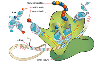 struktur ribosom