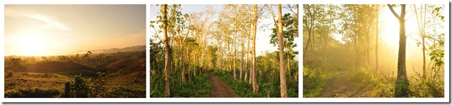 nature nature