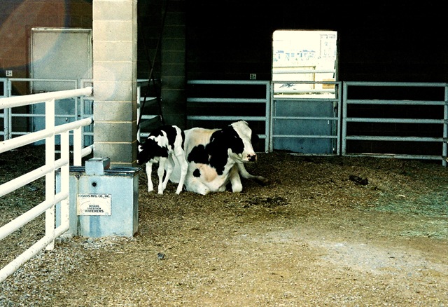 [farm%2520country%25206%255B11%255D.jpg]