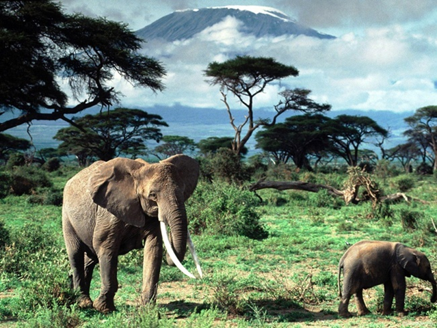 Elephants at the Selous Game Reserve, a World Heritage site. The Tanzania government intends to raze 35,532 hectares for a uranium mine. tanzaniatourguide.com