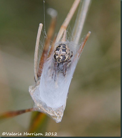 18-spider Larinioides cornutus