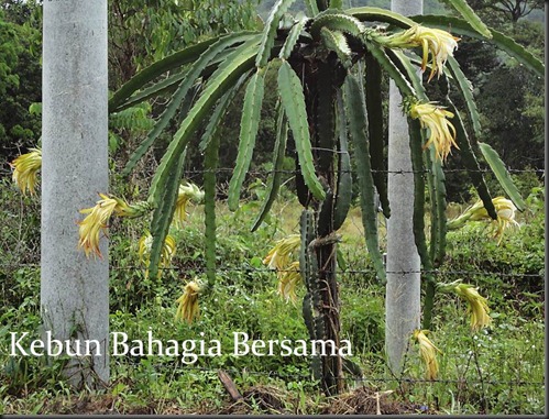 Kebun Bahagia Bersama: Musim Buah Naga Berbunga Di Daerah Sini
