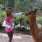 Lily is a little more tentative, but feeds them too.