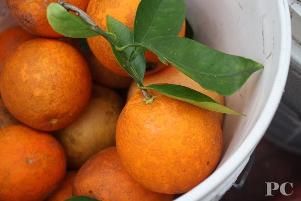 [IMG_6870%255B3%255D.jpg]