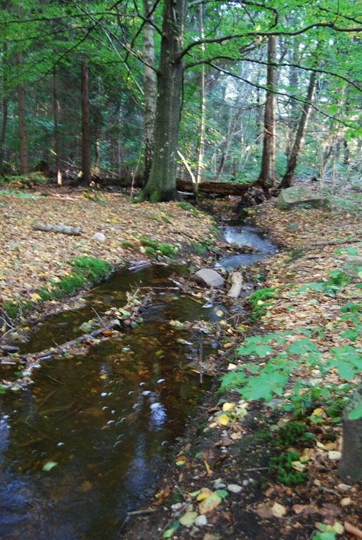 [Tur%2520i%2520skogen%2520sept%252011%2520053%255B5%255D.jpg]