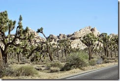 Joshua Tree National PArk-014