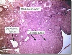 Corpus Luteum 1 Corpus Luteum 1