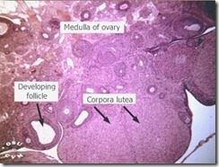 Corpus Luteum 1