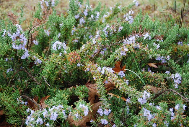 [DSC_0192%255B2%255D.jpg]